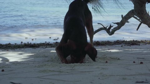 Seychelles. Praslin Island. Cute funny dog digs a hole in the sand on the beach close up. The animal having fun at the sea. Tourism, vacation, traveling with a pet