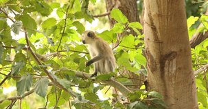 African Monkey at the Home