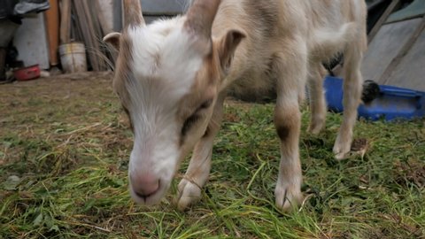 Goats Little kids. Posting video. Goat Selfie Goats in the yard. Domestic goats. Goats are playing. Close-up. goatlings.