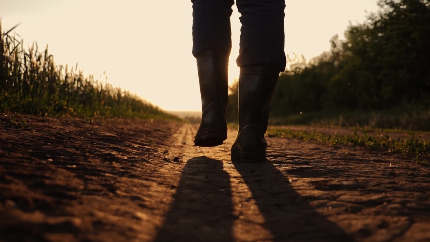 Agriculture. Farmer in rubber boots walks across the field in a wheat. Farmer feet in rubber boots on a dusty road. Agriculture concept. Farmer in rubber boots in a wheat field. Agriculture business Royalty-Free Stock Footage #1030476875