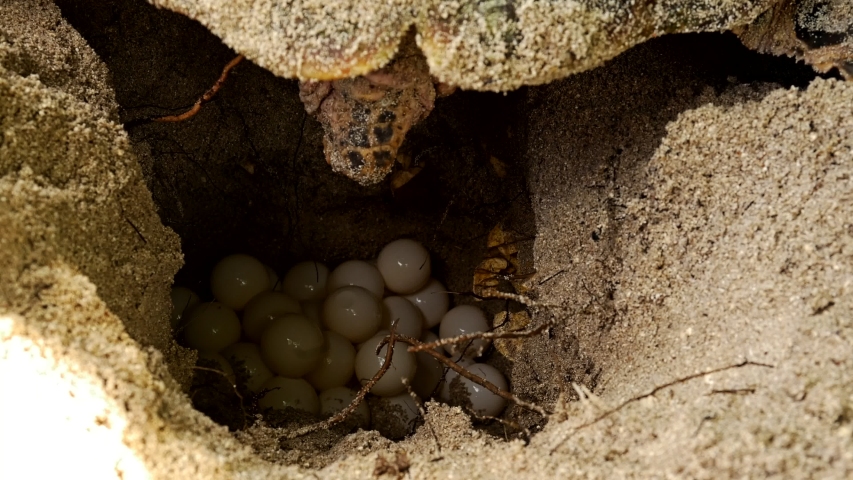 Hawksbill Turtle laying eggs on a pile of eggs into a dug nest | Shutterstock HD Video #1030477010