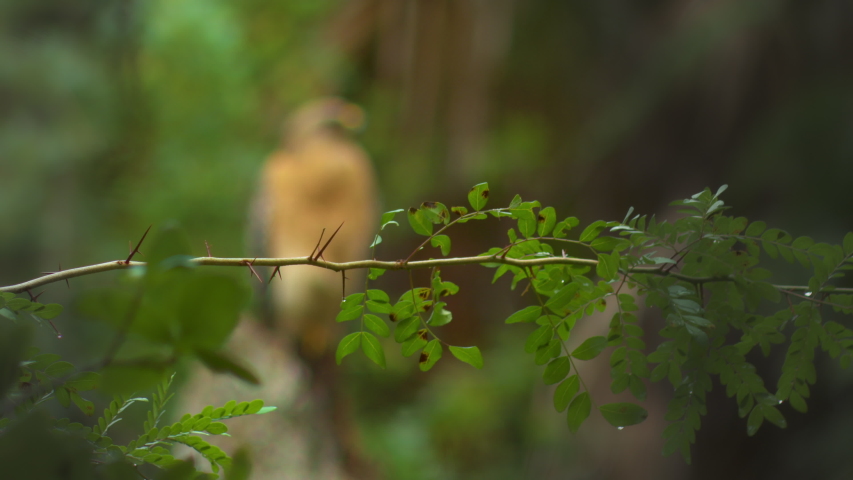 HAWK. Camera racks focus from green tree limb to Red-Shouldered Hawk sitting at the top of a dead tree in the middle of dense forest with palm trees, Spanish moss, and old oaks.
