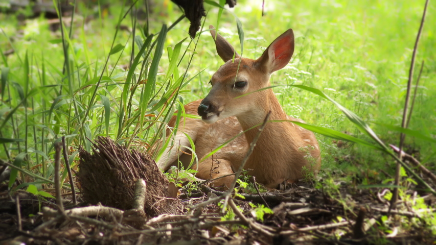 Beautiful shot of a baby Deer Fawn laying in grass on the edge of a forest in spring time.