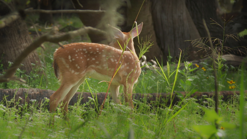 Beautiful shot of a baby Deer Fawn standing in grass on the edge of a forest in spring time.