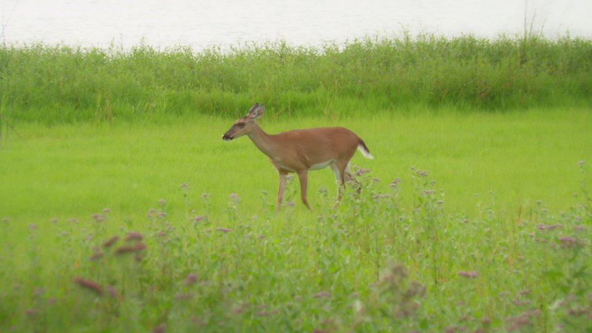 Really nice shot of a happy Baby Deer Fawn running and jumping through meadow to meet it’s mother in the tall grass during springtime. Having fun. Royalty-Free Stock Footage #1030479635