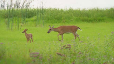 Really nice shot of a happy Baby Deer Fawn running and jumping through meadow to meet it’s mother in the tall grass during springtime. Having fun.