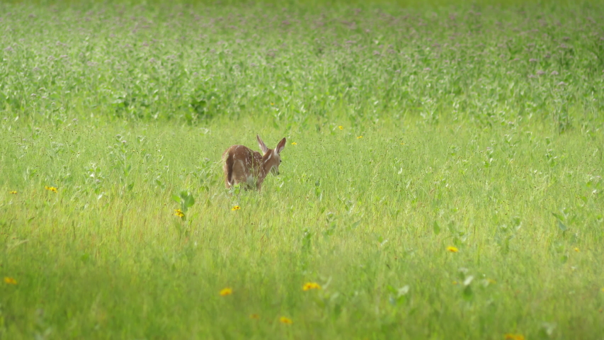 Baby Deer Fawn eating flowers in the tall grass and among yellow wildflowers (tickseed coreopsis) on the edge of a Florida forest in springtime.