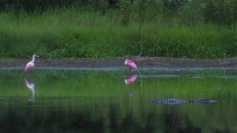 Roseate Spoonbill birds standing silently in wetlands near an alligator
