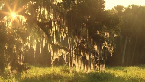 Sunlight beams through the beautiful Spanish Moss hanging from an old Live Oak tree at sunrise or sunset near a pastoral southern meadow landscape. Includes natural sound.