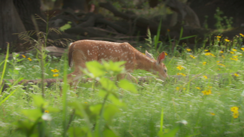 Beautiful shot of a baby Deer Fawn walking through tall grass and yellow wildflowers (tickseed coreopsis) on the edge of a Florida forest in spring time.