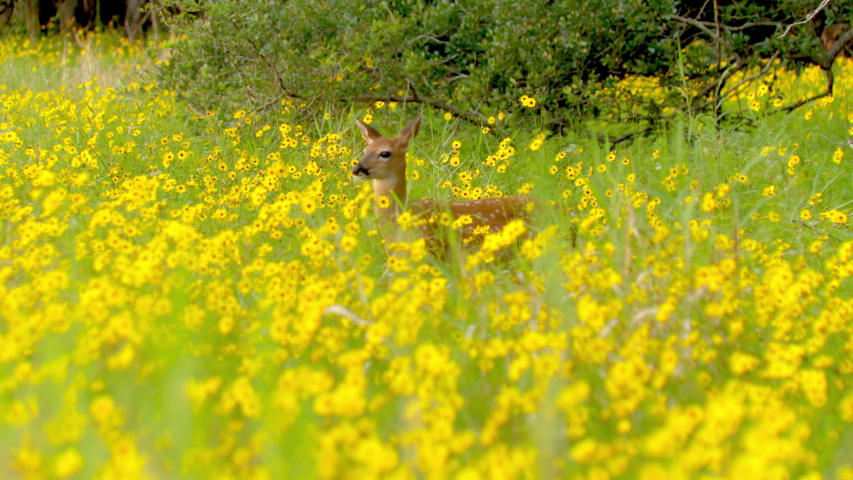 Deer Fawn in golden yellow meadow full of wildflowers. He takes off running in slow motion through the flowers.