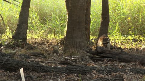 Racoon family in the forest searching for food. Mother leads five young baby raccoons over logs and through dense underbrush in search of food.