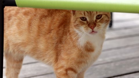 Slow motion close up on adorable ginger striped cat rubbing it's head underneath green garden chair on wooden decking surface.