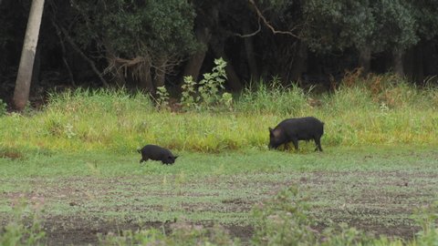 Wild hogs (boars and pigs ) family with piglets in Florida wetlands meadow. Babies and adults grazing on the grass and rooting for food in the mud and grass.