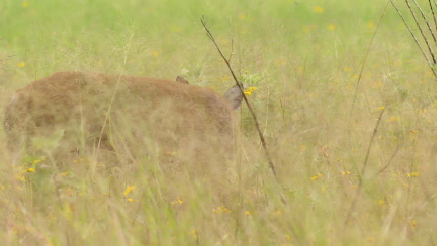 Beautiful Deer standing in a tall green grass meadow with thousands of bright yellow wildflowers in springtime. Golden hour lighting as the sun has started setting. Eating the flowers.