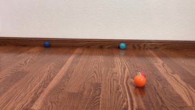 4K HD video of kitten antics, playing with plastic balls on a dark wood floor with an off white wall background. Scampering in and out of the scene playfully