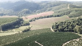 aerial videos of the harvesting coffee farm