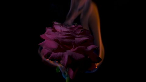 Rose is burning in fire. End of love. Red rose on a dark background blazes with fire.