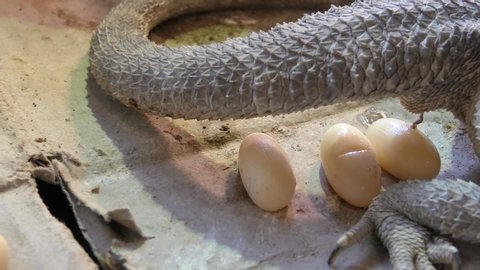 Pogona vitticeps female deposing her eggs in TIME LAPSE