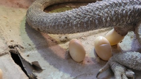 Pogona vitticeps female deposing eggs. A reptile living in Australia in the desert wildlife.