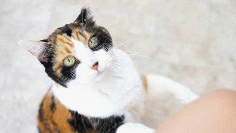 Calico cat, scratching itching ear, standing up on hind legs begging for treat, paws up, adorable cute big eyes asking for food in kitchen floor 