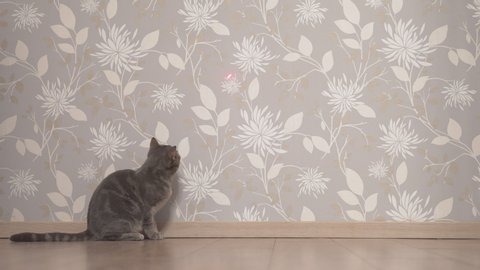 Cat chasing and trying to catch laser pointer on the wall