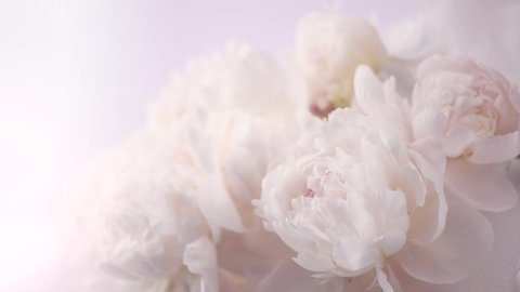 Beautiful pink peony bouquet open on white background. Time lapse of Blooming peony or roses flowers opening close-up. Wedding backdrop, Valentine's Day concept. Birthday bunch. Flower closeup. 4K UHD
