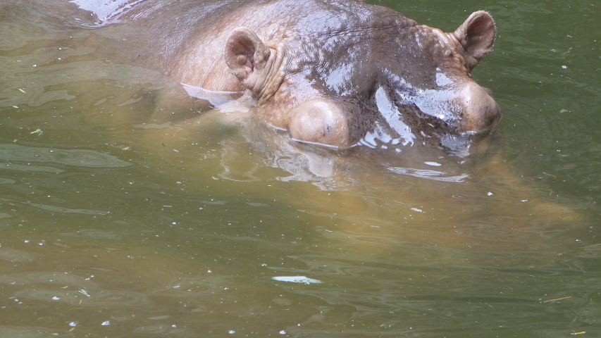 Huge big hippopotamus animal diving water in pond  | Shutterstock HD Video #1030494251
