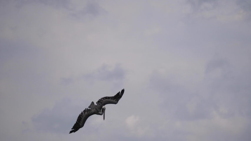 A large brown pelican swoops and dives straight down into the water scooping up a mouthful of water and fish to eat as a nearby laughing gull flies by and scavenges for scraps.