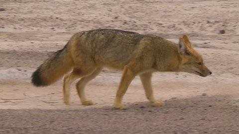 Close-up low-angle zooming still shot of a standing Culpeo, Andean Fox at the salt flats of Atacama desert, Altiplano, Bolivia