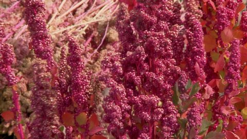 Close-up low-angle still shot of Andean traditional red quinoa plants at a local Altiplano farm, Uyuni, Bolivia