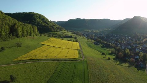 aerial overview of countryside during golden hour with yellow flowers in a small village, Field of rapeseed in full flower, spring time in countryside switzerland