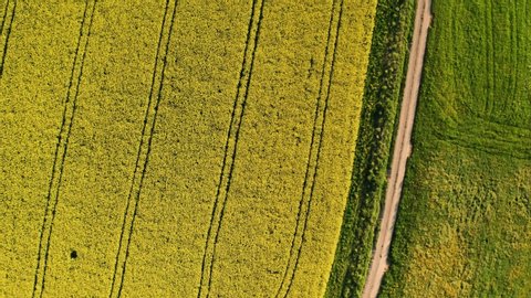 aerial top down view of tractor lines in a rapeseed field with spring yellow flowers in a small village, countryside switzerland