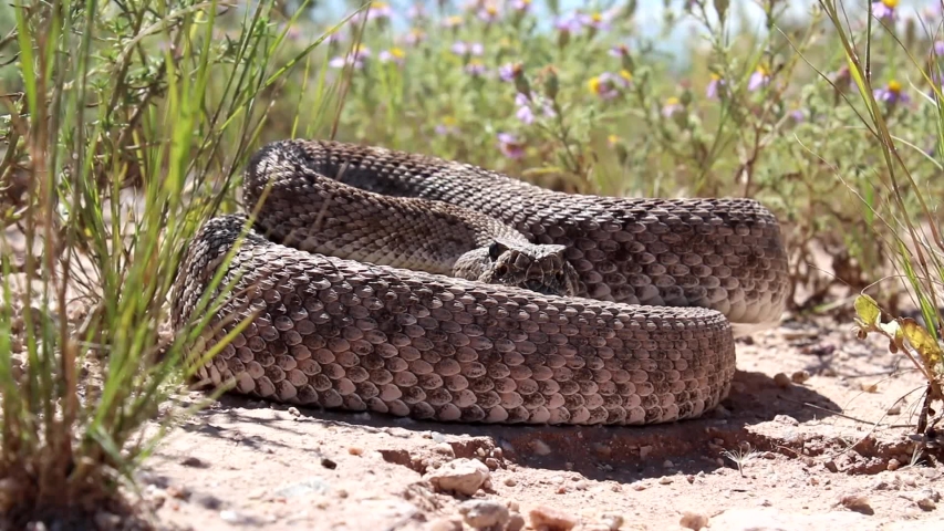 Western Diamondback Rattlesnake (Crotalus atrox)
