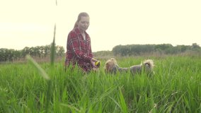 girl playing with a dog on the nature at lifestyle sunset. dog yorkshire terrier playing catches with a ball in nature slow motion video. pet home concept