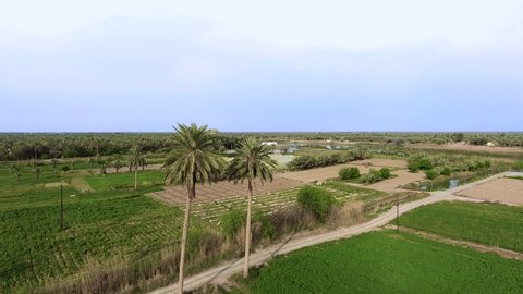 Palm trees and agricultural land on both banks of the Euphrates River, Iraq