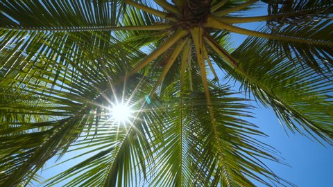 Looking up at palm tree with sun shining through. Palm leaves are swaying on the wind. Sun shining through palm leaves