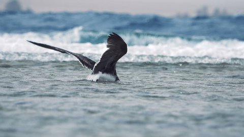 Seagull  birds flock swims on waves Stockvideó