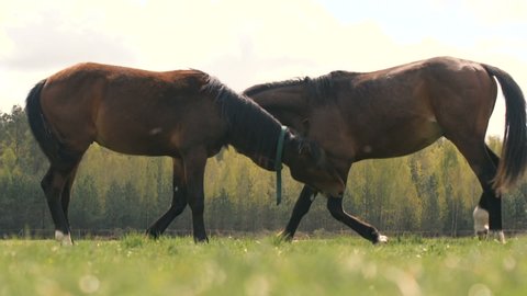 sexual behavior horses on meadow spring Stock Footage Video (100%