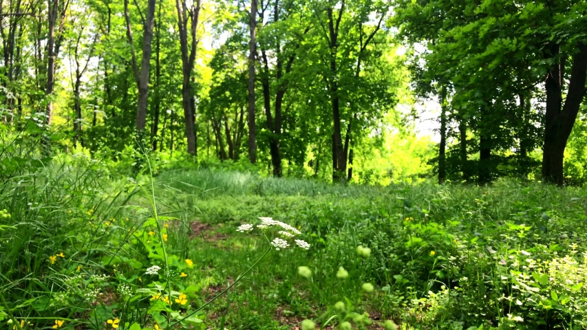 Park forest ground trail natural outdoor path way for walking and promenade. 4K UHD video.