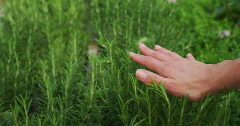 Slow motion of young woman gardener hand close up is touching gently fresh rosemary plants in a greenhouse in a sunny day.