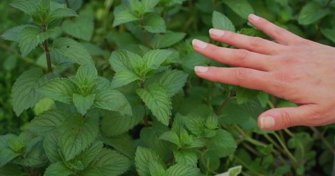 Slow motion of young woman gardener hand close up is touching gently fresh mint plants in a greenhouse in a sunny day.