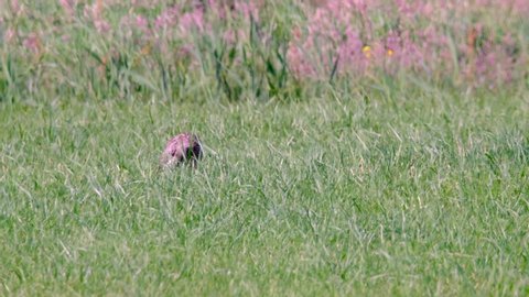 Eurasian curlew or common curlew sitting in a meadow with high grass during a sunny springtime day