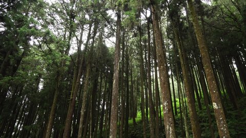 Misty Cypress Forest in Alishan Scenic Area with Fog and Haze in Taiwan