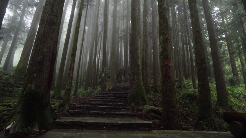 Foggy Forest in Alishan National Park with Stone Road. Walking among Misty Cypress Trees in Taiwan. Perspective View
