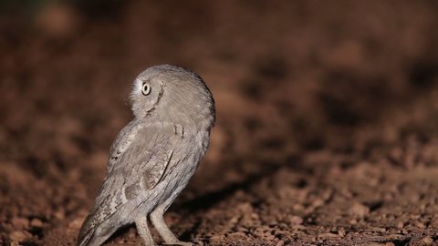 Pallid Scops Owl night shot from India.  