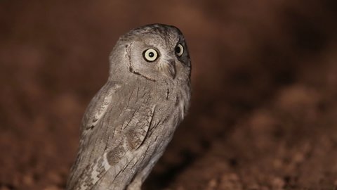 Pallid Scops Owl lifting its ears and flying away. Night video. Natural shot
