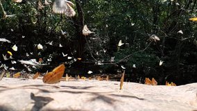 Short video clips of butterflies are fling in tropical forest, colorful, beautiful and pretty animal. 