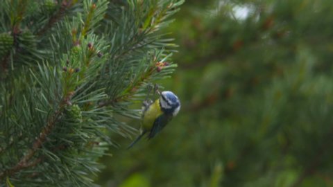 Blue Tit small bird hovers searching pine tree cone needles for food slow motion
