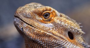 Stock video Extreme Close-Up Bearded Dragon (Pogona barbata).